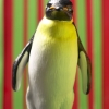 PINGUIN